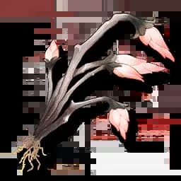 Pavo Plum